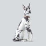 リヤドロ グレートデーン H47cm