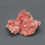 珊瑚 鯉唐子置物